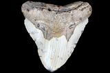 Bargain, Megalodon Tooth - North Carolina #83978-1